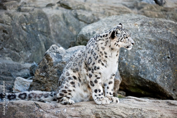 Obraz snow leopard