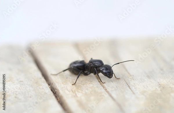 Obraz Black ant on wood