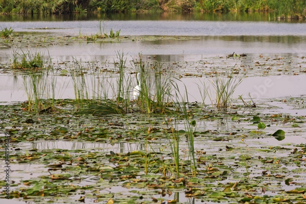 Fototapeta A lake with a lot of plants and a bird flying over it