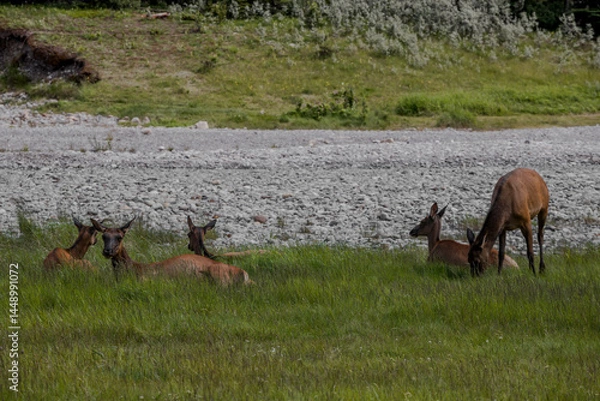 Fototapeta Elks resting on green grass near the river on a warm sunny day. Artiodactyls, wildlife in Banff National Park, Alberta, Canada
Cervus canadensis