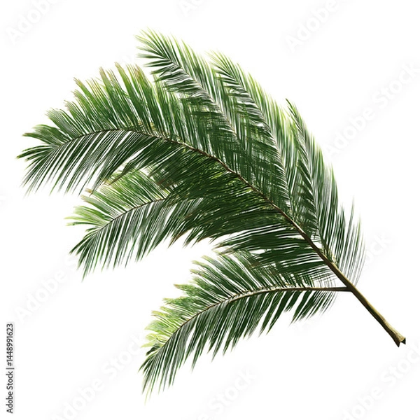 Fototapeta Lush Green Palm Frond Branch Isolated on Green Transparent background