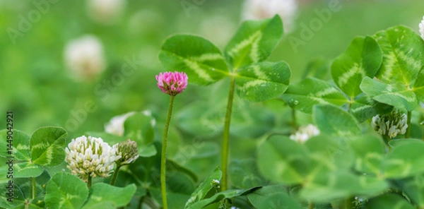 Obraz red clover in white clover.