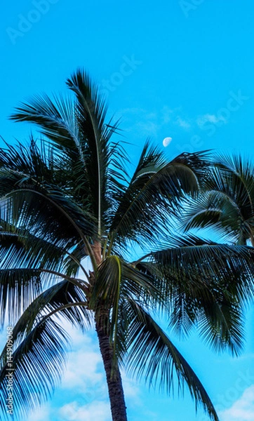 Obraz Palm and Moon