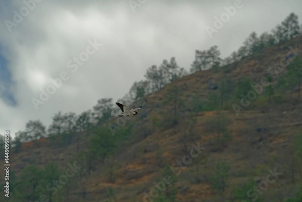 Fototapeta Bird in flight