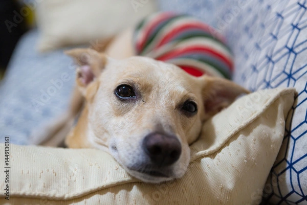 Obraz Mongrel dog sleeping on a sofa with teddy bear, wearing a striped outfit