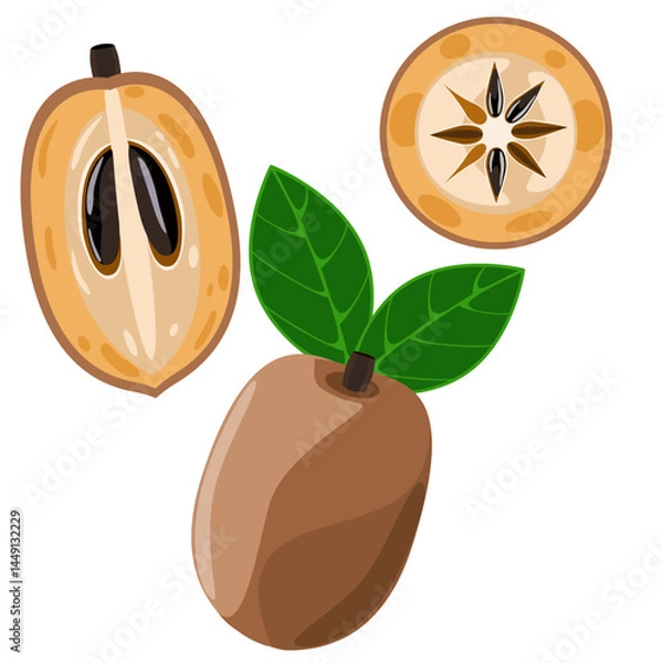 Fototapeta Sapodilla fruit set with whole, cut and sliced vector illustration 