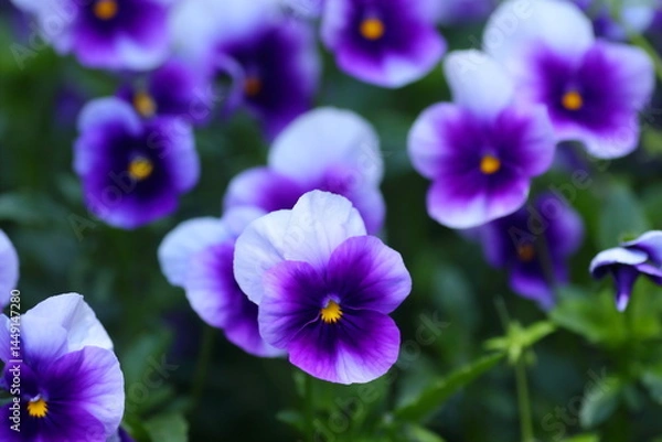 Obraz violet pansy flowers closeup