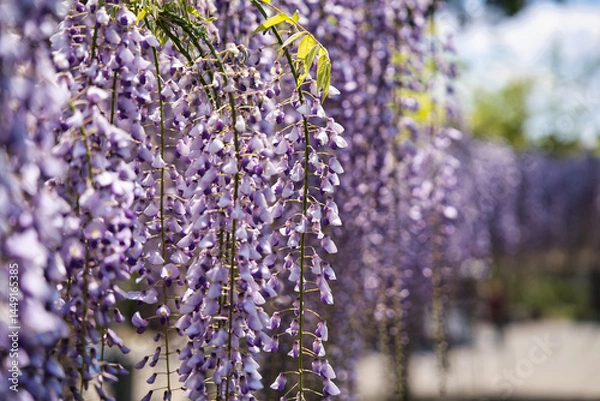 Obraz 庭園の中の藤のクローズアップ