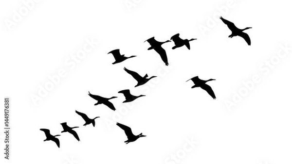 Fototapeta Flying geese silhouette vector image for migration season nature and wildlife designs and graphics artwork