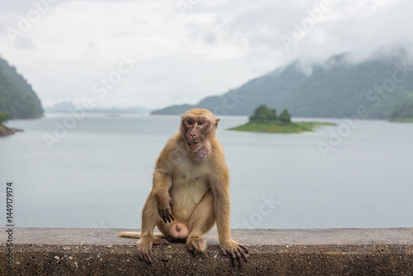 Fototapeta Vajiralongkorn Dam, formerly known as Khao Laem Dam, is the first rockfill dam in Thailand. The dam crest is a beautiful viewpoint located in Thong Pha Phum District, Kanchanaburi.