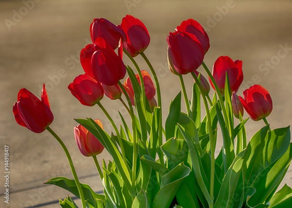 Obraz red tulips