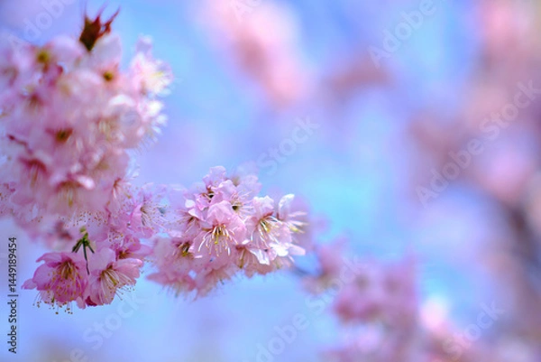 Obraz many pink sakura cherry blossom flowers bloom in spring in Japan with blurred background