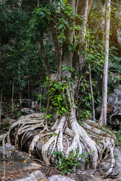 Obraz The powerful roots of the weeping fig tree (Ficus benjamina) entwined around a stone boulder. Benjamin fig in its natural habitat