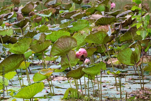 Obraz A pond with large sacred lotus flowers. The Indian lotus (Nelumbo nucifera) grows in the water.