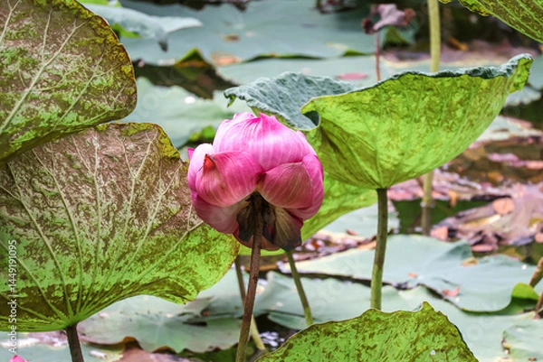 Obraz Beautiful large pink sacred lotus flower. Indian lotus (Nelumbo nucifera) on a pond