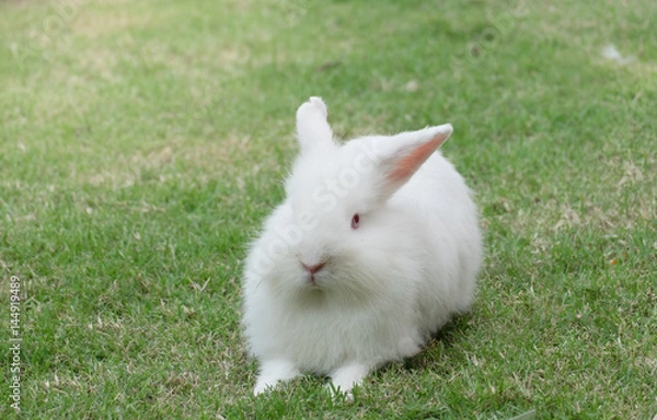 Fototapeta New zealand white rabbit or cute bunny on green grass.