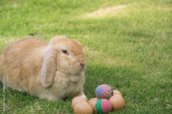 Obraz Holland lops rabbit and easter egg in the garden