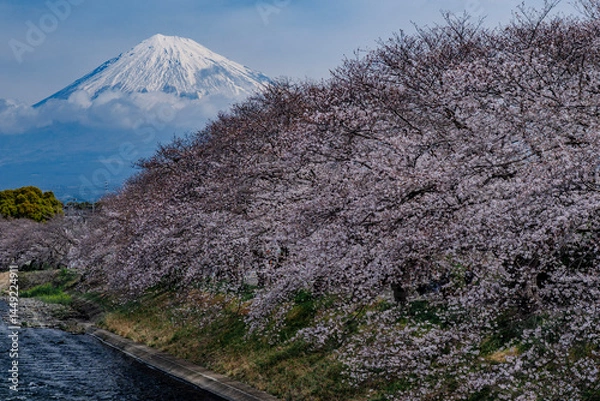 Obraz 富士山と桜 fujisan sakura