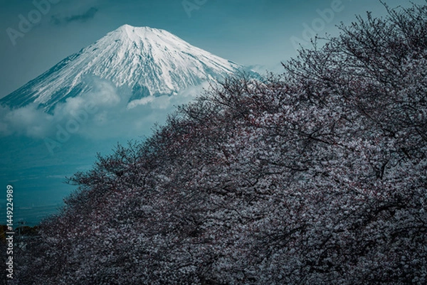 Obraz 富士山と桜 fujisan sakura