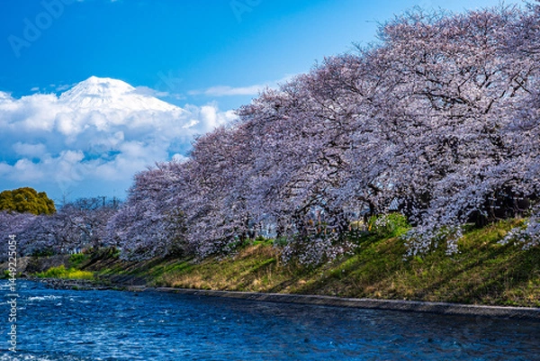 Obraz 富士山と桜 fujisan sakura