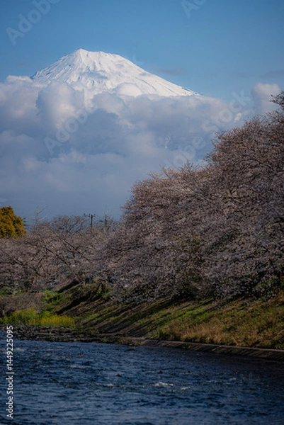 Obraz 富士山と桜 fujisan sakura