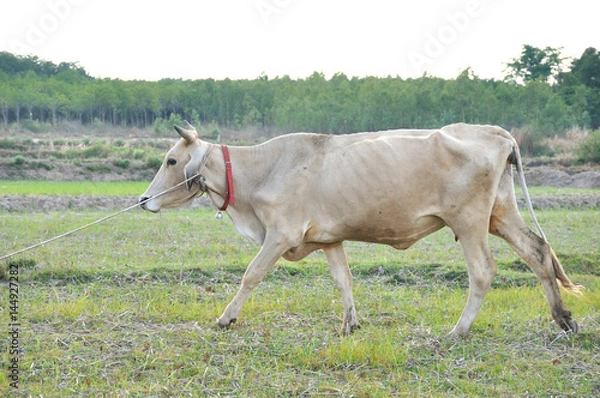 Obraz White cow