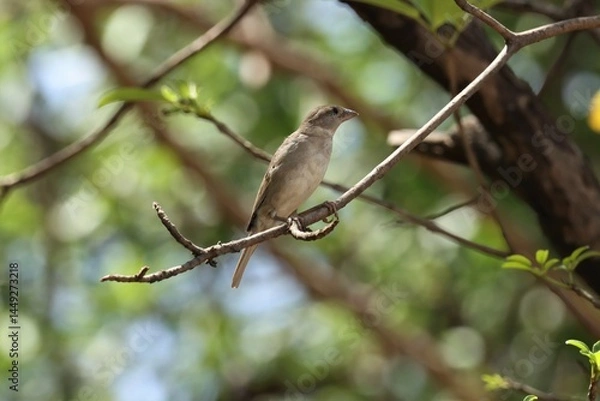Fototapeta House sparrow sitting on branch. Sparrow. 