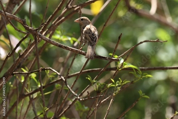 Fototapeta House sparrow sitting on branch. Sparrow. 