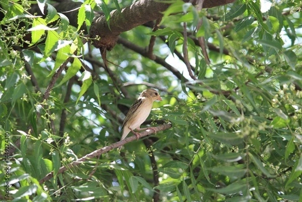 Fototapeta Baya weaver sitting on branch. Bird background.
