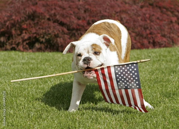 Obraz Yankee Doodle Doggie