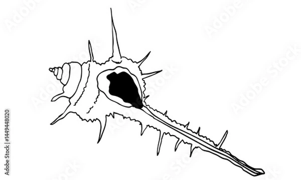 Obraz 海の貝　ホネガイ