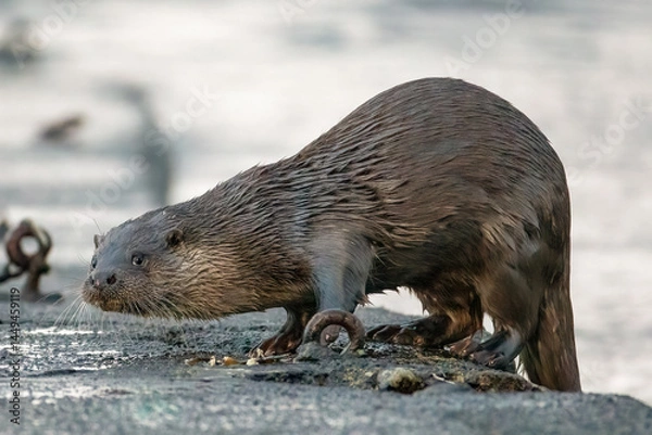 Obraz Eurasian Otter (Lutra lutra)