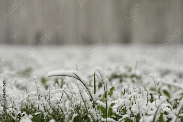 Fototapeta green grass covered with spring snow on a blurred background with a birch grove