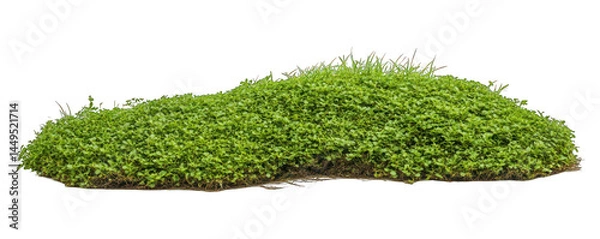 Fototapeta Isolate green grass hill on white background perfect for compositing elements
