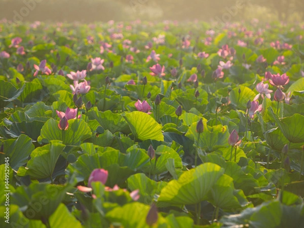 Obraz 群生するハス