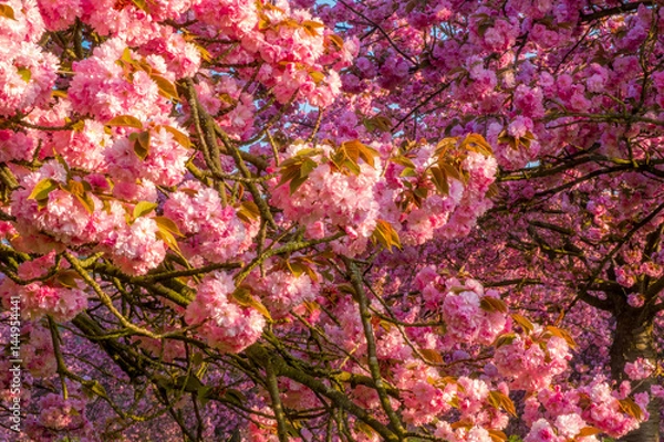 Fototapeta Cherry flowers tree field, spring mood