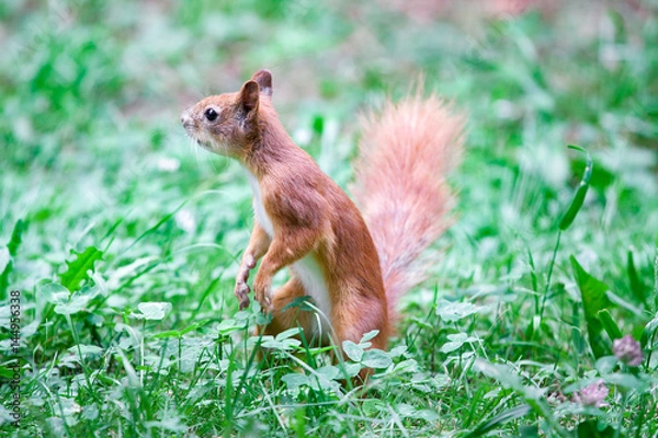 Fototapeta Red squirrel, Sciurus vulgaris, standing on a tree trunk, looking interested