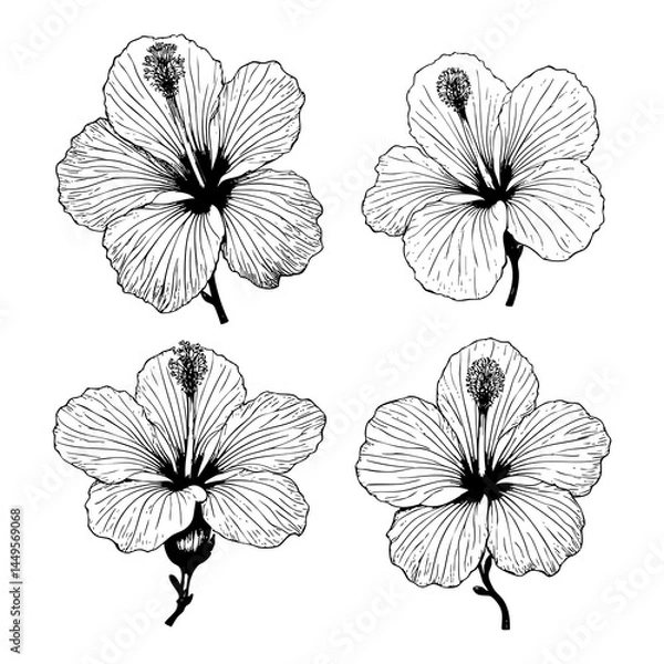 Fototapeta Hand drawn illustration set of hibiscus flowers, branch, leaf. sketch. Vector eps