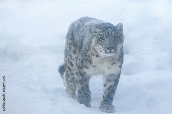 Obraz snow leopard