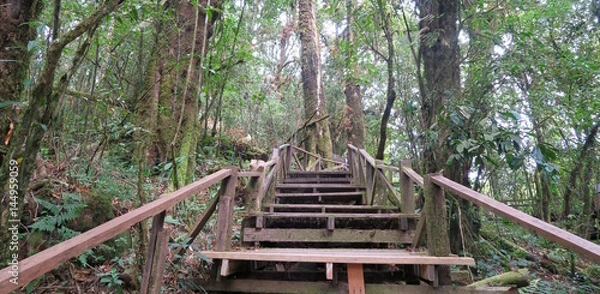 Obraz stairways going up through the forest