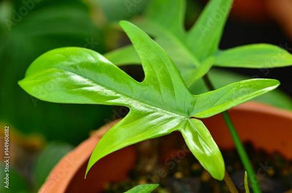 Obraz Beautiful Philodendron Florida Green