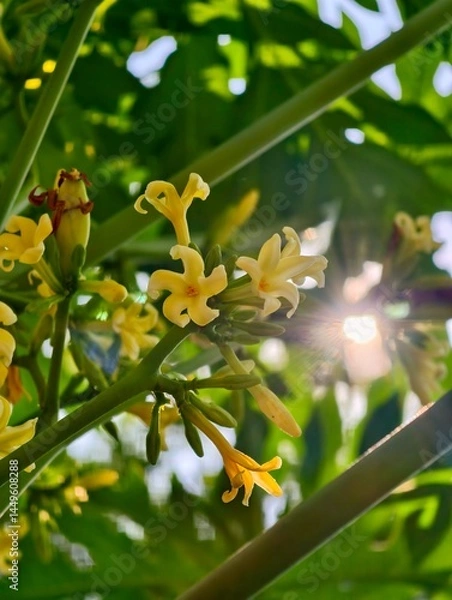 Obraz Papaya Blossoms in Sunlight: Delicate yellow papaya flowers bloom vibrantly, bathed in the warm glow of the sun, their intricate details highlighted against a backdrop of lush green foliage.