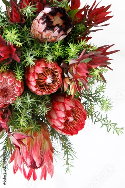 Obraz Protea Flowers