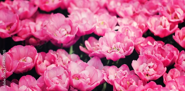 Obraz Pink tulips field
