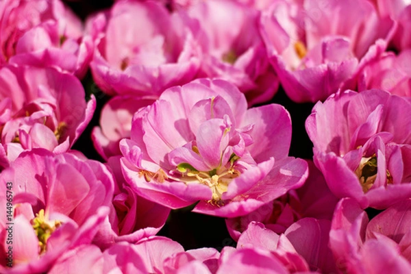 Obraz Pink tulips field