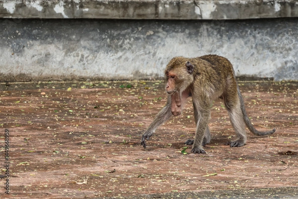 Obraz Dominant urban macaque with bulging cheek pouches - streetwise monkey carrying stolen treats