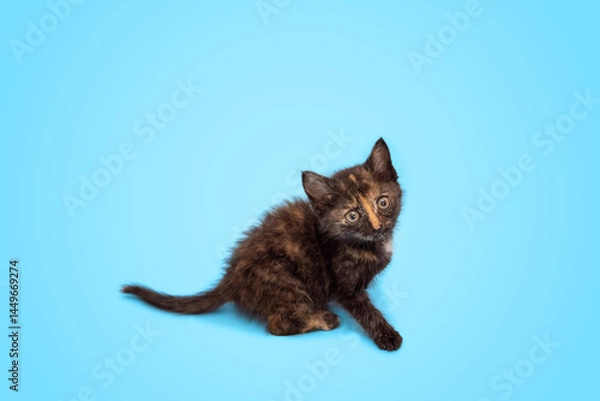 Obraz A cute fluffy kitten is playing and looking up at a blue background. Selective focus