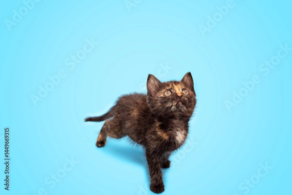 Fototapeta A cute fluffy kitten is playing and looking up at a blue background. Selective focus