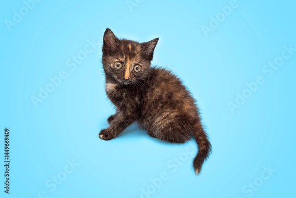Obraz A cute fluffy kitten is playing and looking up at a blue background. Selective focus