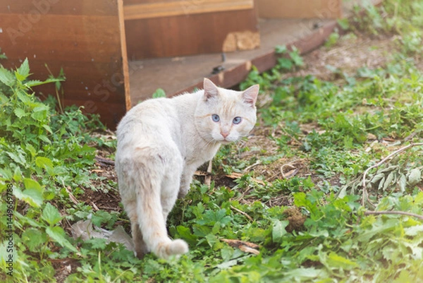 Obraz A white stray dirty old street cat walking on the lawn. Selective focus